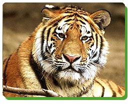 border=0></a>
I have the Strength of a Lion,the heart of a Lamb,and the wisdom of an owl.
This is me. I am .....
<a href=http://www.glitter-graphics.com title=