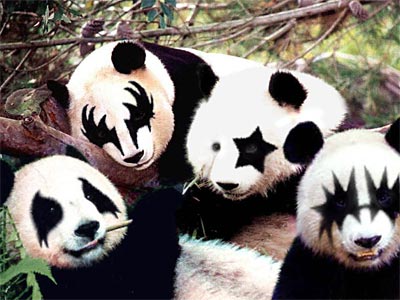A Panda Kiss 
