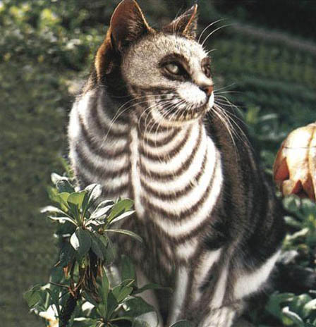 Obrazek